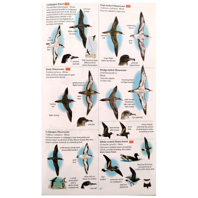 Field Guide to the Galápagos Islands - Image 3
