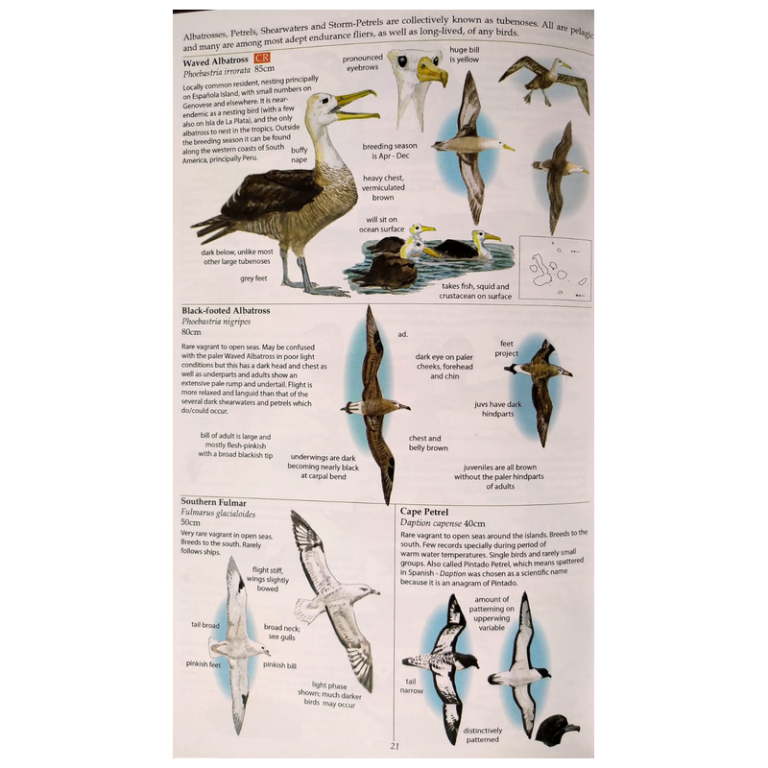 Field Guide to the Galápagos Islands - Image 2
