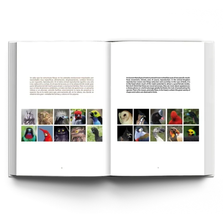 Las Aves más hermosas de Colombia - Image 4