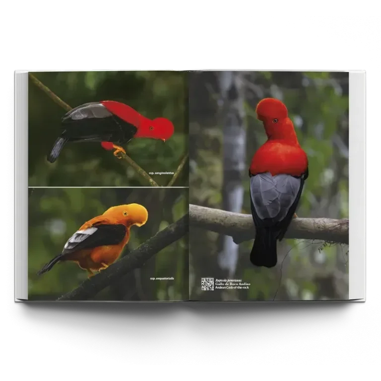 Las Aves más hermosas de Colombia - Image 2