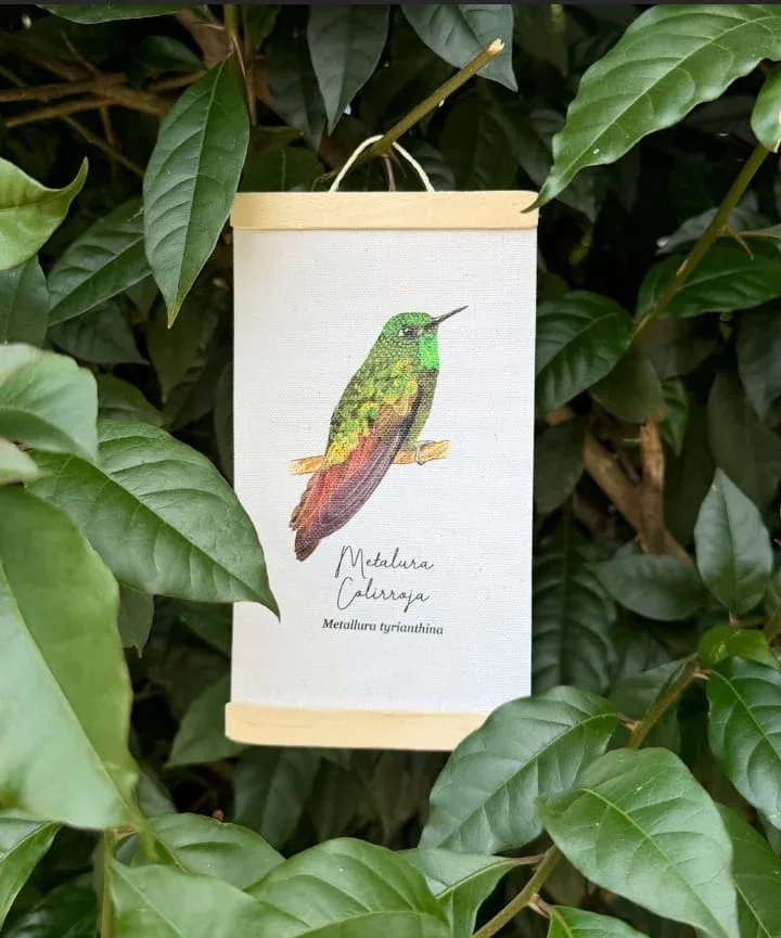Minihangers de Colibrís de Colombia - Image 4