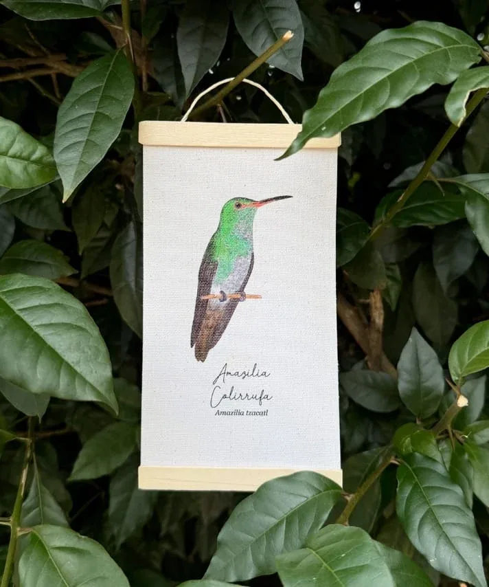 Minihangers de Colibrís de Colombia - Image 12