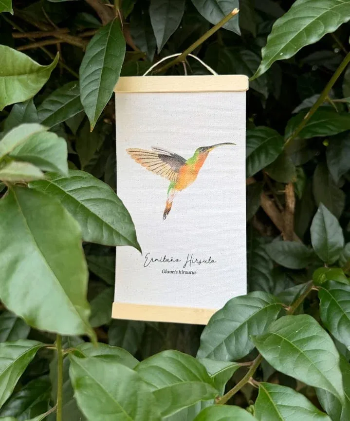 Minihangers de Colibrís de Colombia - Image 14
