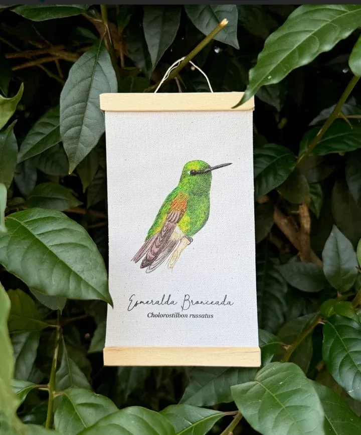Minihangers de Colibrís de Colombia - Image 17